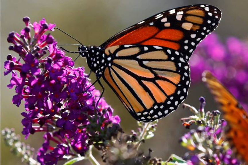 Thousands across North America are uniting to help save a beloved butterfly species