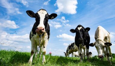 The dairy sector is lobbying hard in USMCA talks. The government didn’t want you to know