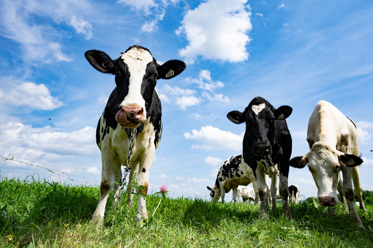 The dairy sector is lobbying hard in USMCA talks. The government didn’t want you to know