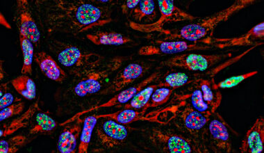 Lab supply companies have been selling antibodies using manipulated images