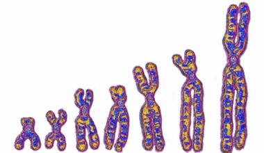 A colored images meant to represent a number of human chromosomes.