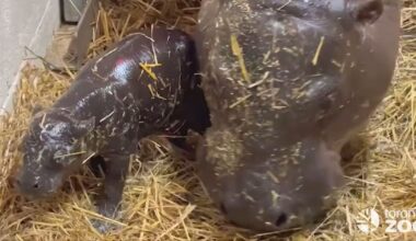 Toronto Zoo pygmy hippo name reveal