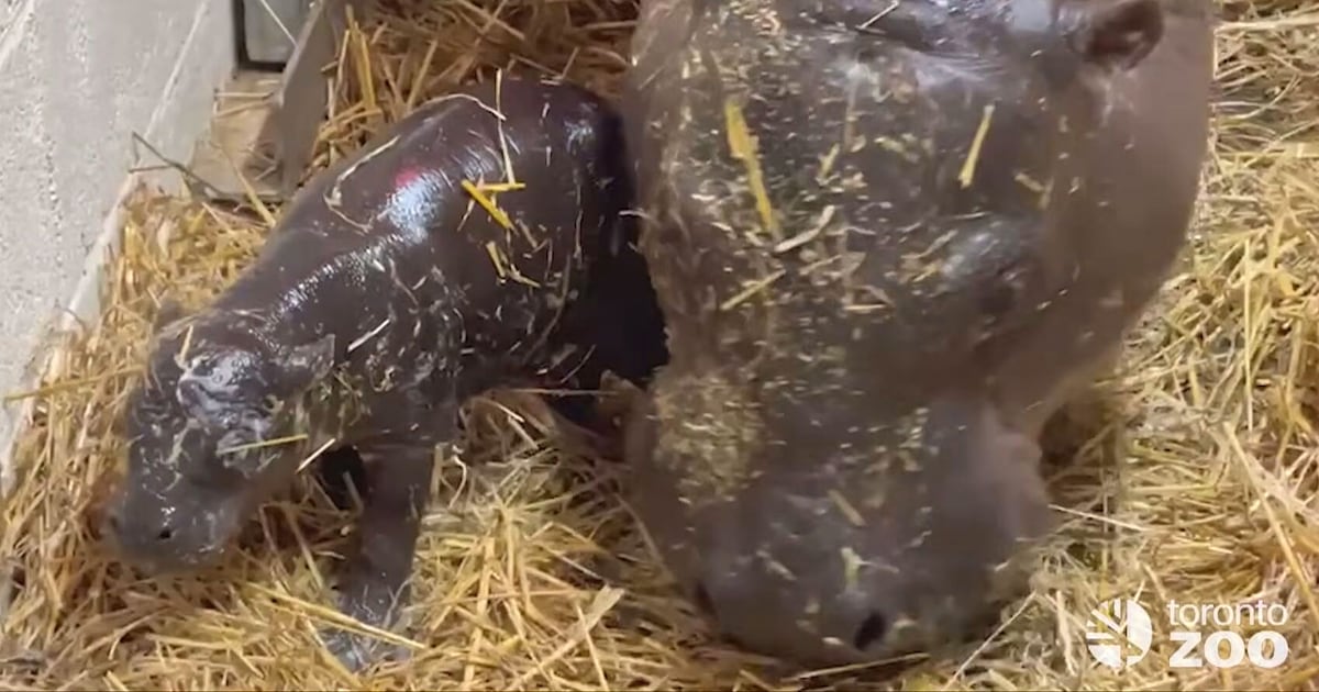 Toronto Zoo pygmy hippo name reveal
