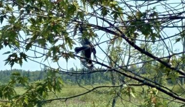 Concerned citizen asks firefighters for help untangling bird from tree