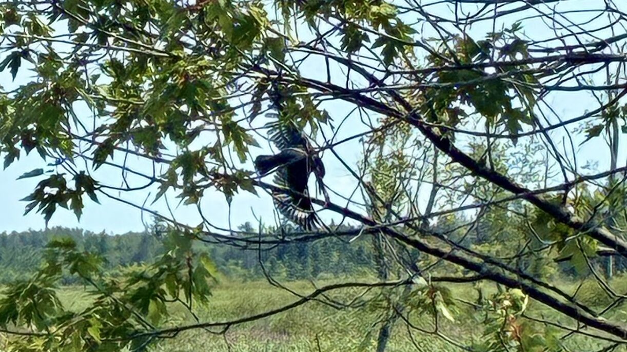 Concerned citizen asks firefighters for help untangling bird from tree