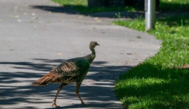 Wild turkeys, once hunted out of existence in Ontario, are retaking Toronto