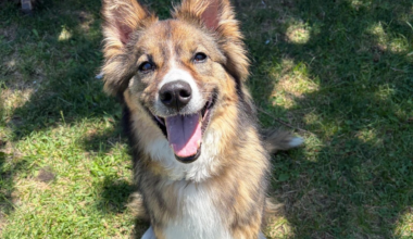 Close-up shot of a collie husky dog.