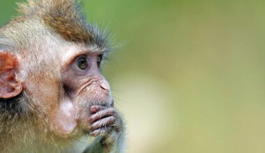 Sumatra, Indonesia: Monkey trapped after rampage in Tembilahan