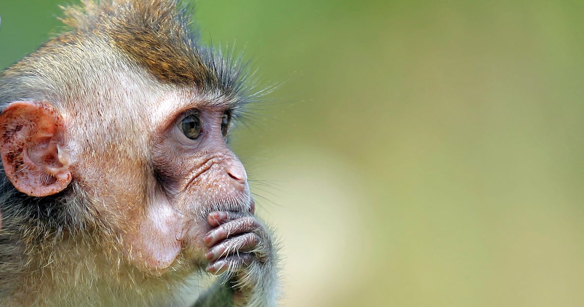 Sumatra, Indonesia: Monkey trapped after rampage in Tembilahan