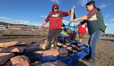 ‘It’s a feast’: Dozens share in Iqaluit bowhead harvest