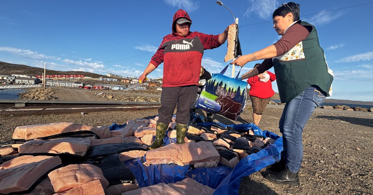 ‘It’s a feast’: Dozens share in Iqaluit bowhead harvest