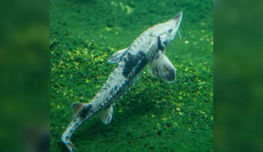 Lake sturgeon latest addition at Toronto Zoo