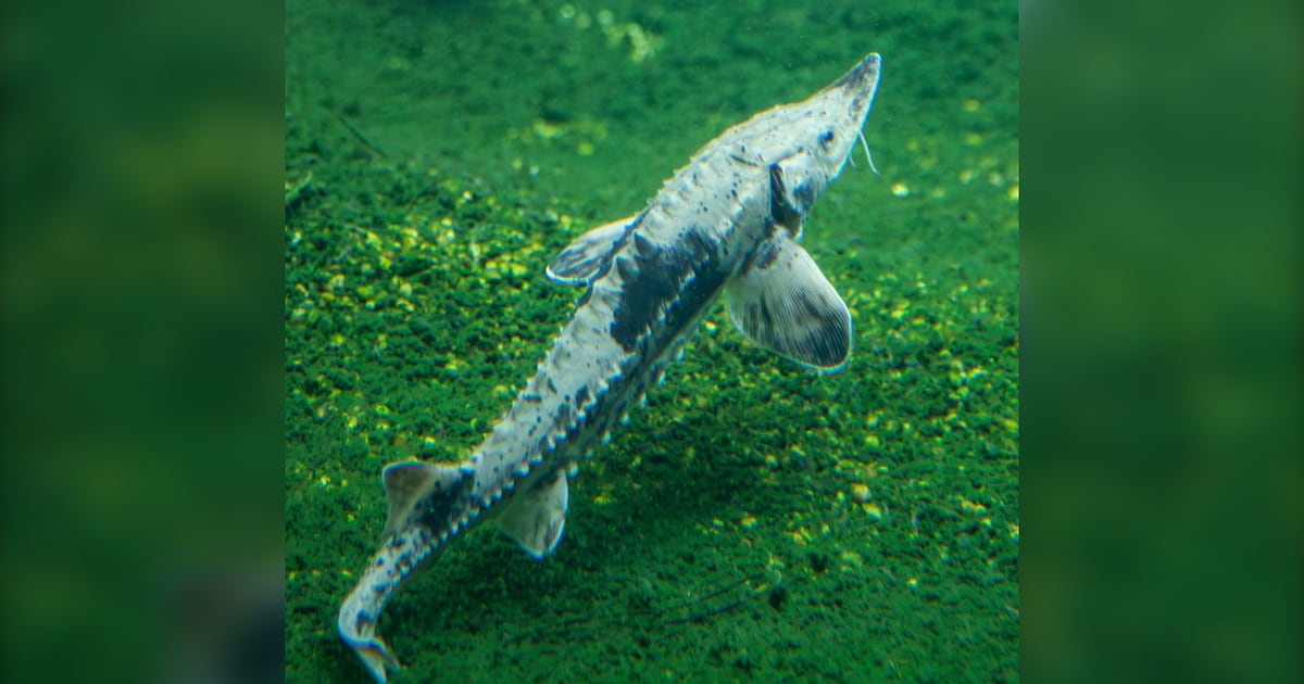 Lake sturgeon latest addition at Toronto Zoo