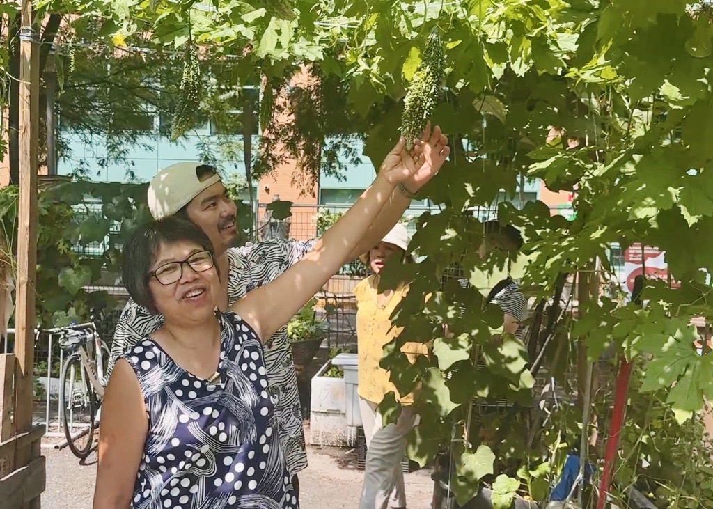 Biyu Chen shows off her bitter melon at the  Kahéhtaien Lumb Garden on August 8, 2026. (Erin Seize CityNews)