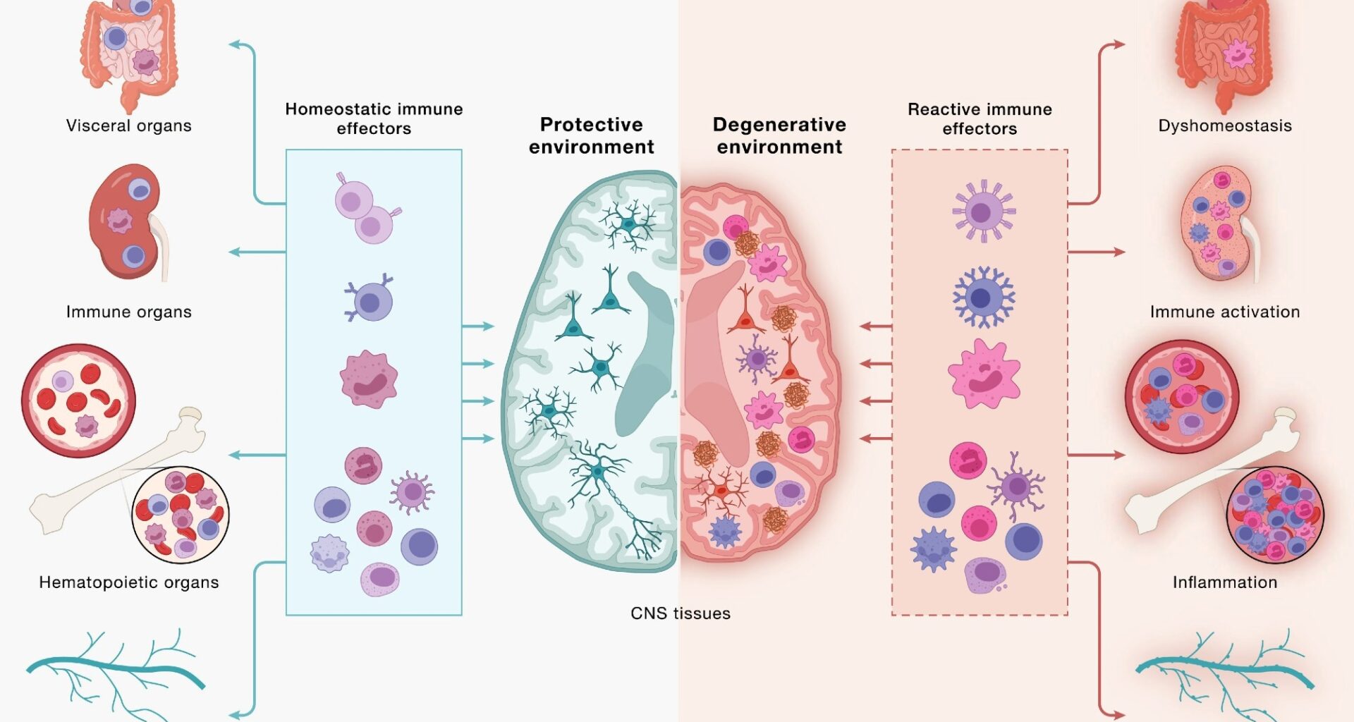 Immune cells communicate across a continuous, bidirectional circuit between the CNS and periphery. Immune cells from across the body engage CNS tissues and, in turn, are shaped by signals returning from the brain. (Left) Under peripheral equilibrium, immune effectors mobilized from visceral organs, secondary lymphoid organs, hematopoietic tissues, and the peripheral nervous system (PNS) - including CD4+ and CD8+ T cells, B cells, monocytes (top 3 cell types), NK cells, dendritic cells, mast cells, neutrophils, and innate lymphoid cells (bottom cluster of cells) - engage the CNS in a homeostatic dialogue that supports neural cell health, plasticity, and repair, sustaining a protective environment. (Right) Age-associated dysfunction across the same peripheral compartments reshapes this circuit: altered immune effectors enter the CNS and contribute to shifting the local environment toward a degenerative state in which microglia adopt disease-associated programs, astrocytes become reactive, and neurons accumulate pathology. This model underscores how the same circuitry can yield protective or pathogenic outcomes and that neurodegeneration is downstream of dysfunctional brain-immune crosstalk. Study: Neurodegeneration as a dysregulation of neuroimmune crosstalk