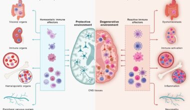 Immune cells communicate across a continuous, bidirectional circuit between the CNS and periphery. Immune cells from across the body engage CNS tissues and, in turn, are shaped by signals returning from the brain. (Left) Under peripheral equilibrium, immune effectors mobilized from visceral organs, secondary lymphoid organs, hematopoietic tissues, and the peripheral nervous system (PNS) - including CD4+ and CD8+ T cells, B cells, monocytes (top 3 cell types), NK cells, dendritic cells, mast cells, neutrophils, and innate lymphoid cells (bottom cluster of cells) - engage the CNS in a homeostatic dialogue that supports neural cell health, plasticity, and repair, sustaining a protective environment. (Right) Age-associated dysfunction across the same peripheral compartments reshapes this circuit: altered immune effectors enter the CNS and contribute to shifting the local environment toward a degenerative state in which microglia adopt disease-associated programs, astrocytes become reactive, and neurons accumulate pathology. This model underscores how the same circuitry can yield protective or pathogenic outcomes and that neurodegeneration is downstream of dysfunctional brain-immune crosstalk. Study: Neurodegeneration as a dysregulation of neuroimmune crosstalk