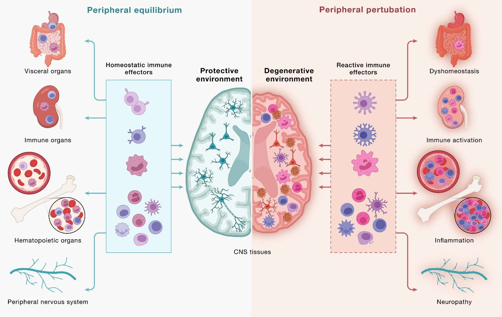 Immune cells communicate across a continuous, bidirectional circuit between the CNS and periphery. Immune cells from across the body engage CNS tissues and, in turn, are shaped by signals returning from the brain. (Left) Under peripheral equilibrium, immune effectors mobilized from visceral organs, secondary lymphoid organs, hematopoietic tissues, and the peripheral nervous system (PNS) - including CD4+ and CD8+ T cells, B cells, monocytes (top 3 cell types), NK cells, dendritic cells, mast cells, neutrophils, and innate lymphoid cells (bottom cluster of cells) - engage the CNS in a homeostatic dialogue that supports neural cell health, plasticity, and repair, sustaining a protective environment. (Right) Age-associated dysfunction across the same peripheral compartments reshapes this circuit: altered immune effectors enter the CNS and contribute to shifting the local environment toward a degenerative state in which microglia adopt disease-associated programs, astrocytes become reactive, and neurons accumulate pathology. This model underscores how the same circuitry can yield protective or pathogenic outcomes and that neurodegeneration is downstream of dysfunctional brain-immune crosstalk. Study: Neurodegeneration as a dysregulation of neuroimmune crosstalk