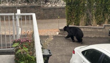 Bear spotted in West Bench backyard above Penticton