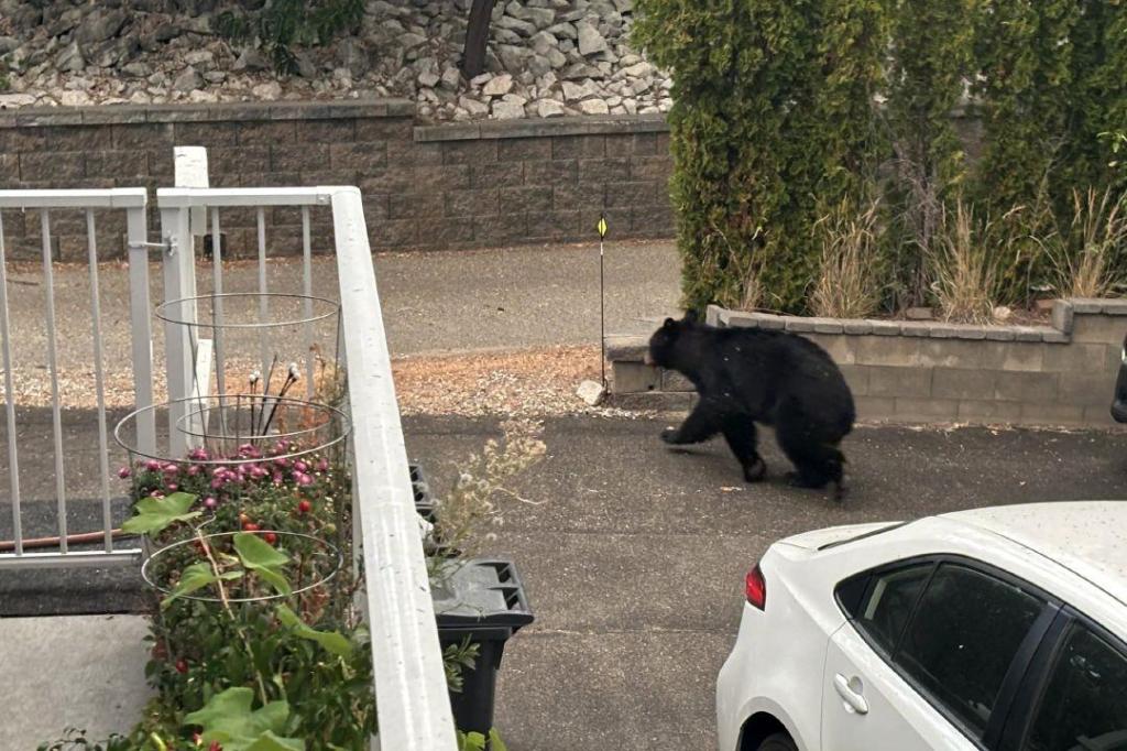 Bear spotted in West Bench backyard above Penticton