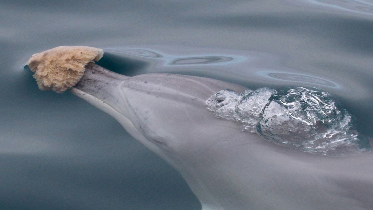 Sponge Foraging in Dolphins Does Something Unique to Their Genes : ScienceAlert