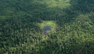 How Canada can better protect its forests