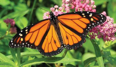 Monarch butterfly count begins: Here’s how to take part - CTV News