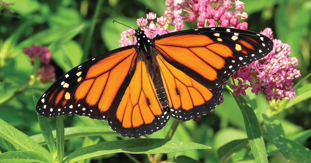 Monarch butterfly count begins: Here’s how to take part - CTV News