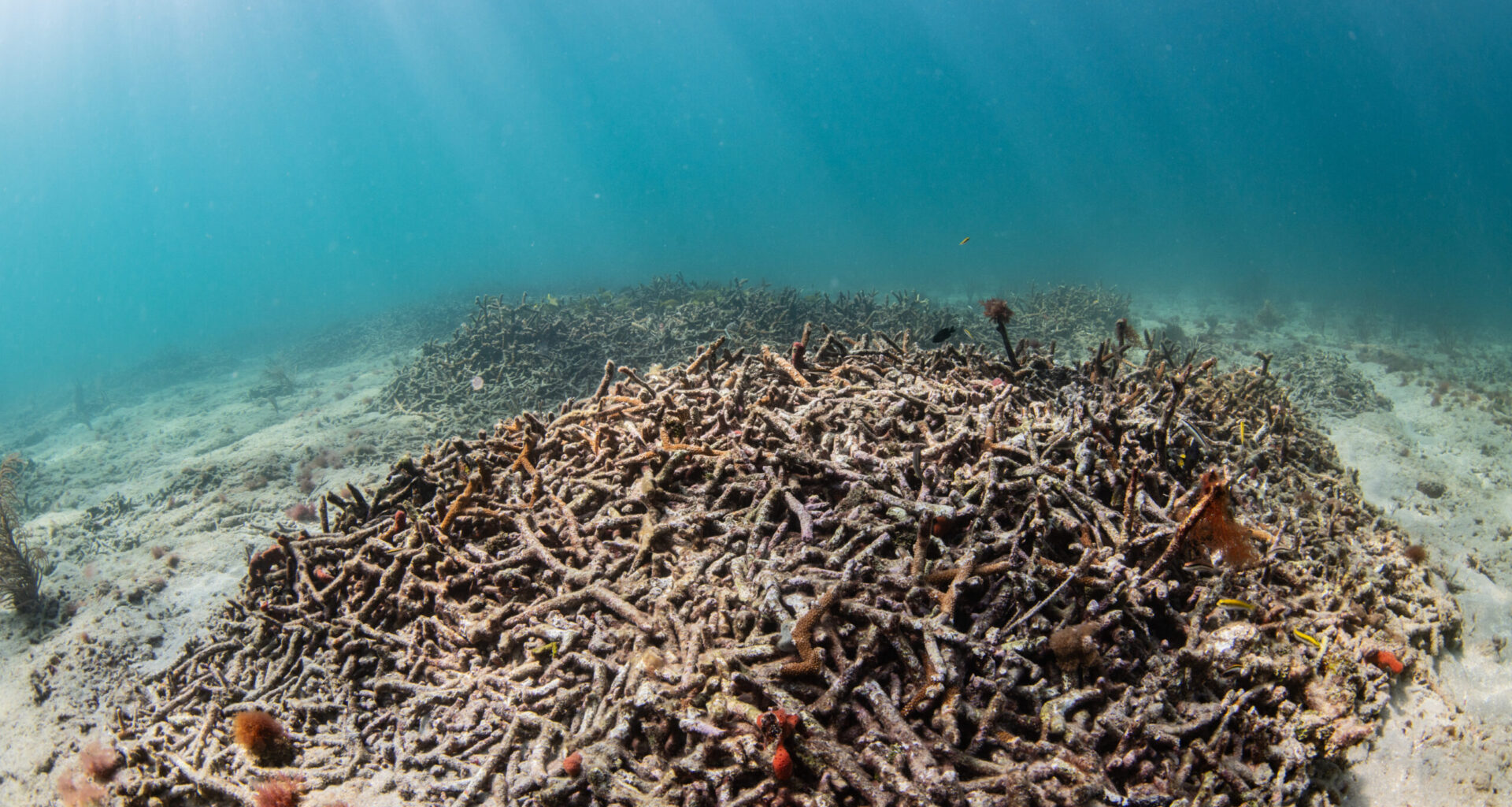 Where have all the long-spined black sea urchins gone?