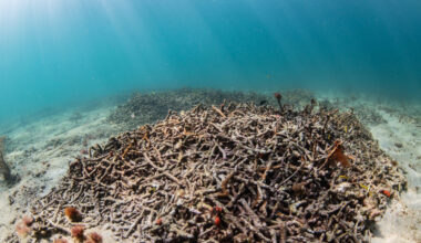 Where have all the long-spined black sea urchins gone?