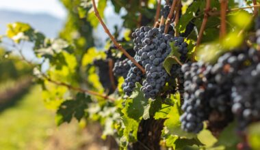 From heartbreak to happiness, pinot noir makes itself at home in Canadian vineyards