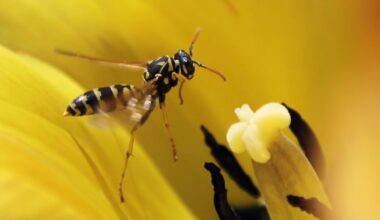 B.C. climber stung by wasps 100 times airlifted to safety