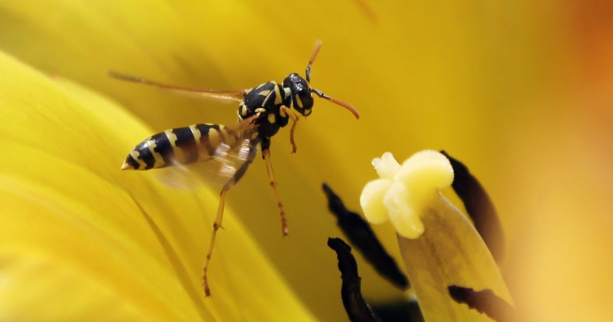 B.C. climber stung by wasps 100 times airlifted to safety