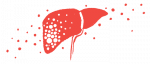 An illustration provides a close-up look at a human liver.