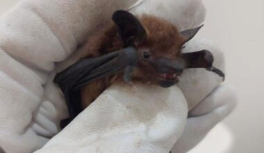 Greater Victoria vets warn of increased bat activity