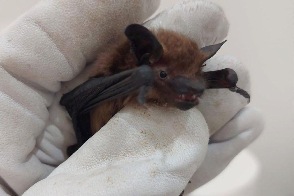 Greater Victoria vets warn of increased bat activity