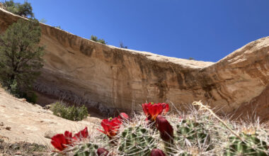Tunnel Vision, Trail Views, and Wildflowers - Cycling West