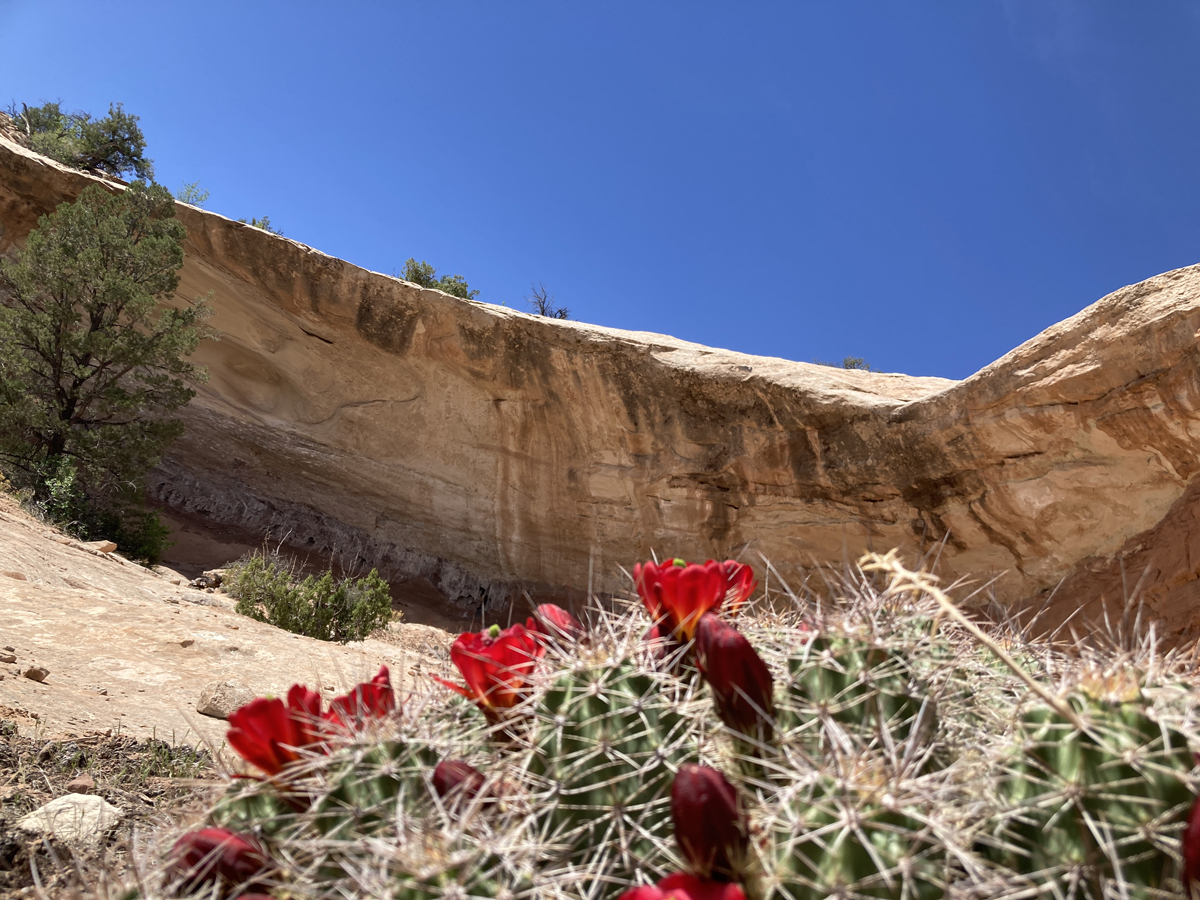 Tunnel Vision, Trail Views, and Wildflowers - Cycling West