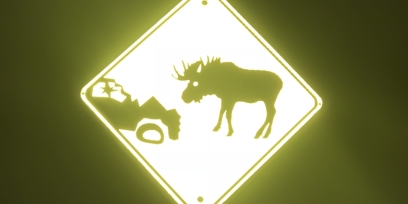 Government Not Responsive Enough on Moose Safety Measures, Says Advocate