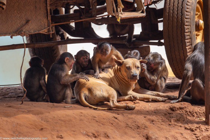 Stump-tailed macaques (Macaca arctoides) grooming a domestic dog at Khao Tao Mo temple, Thailand