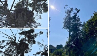 A different kind of eagle: South Surrey golf course raising funds to move raptor nest