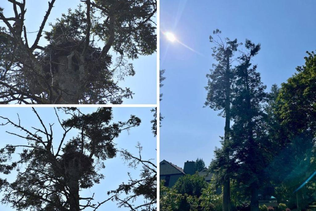 A different kind of eagle: South Surrey golf course raising funds to move raptor nest