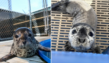 Vancouver Aquarium Marine Mammal Rescue team releases first 2 seal pups of the year - CTV News
