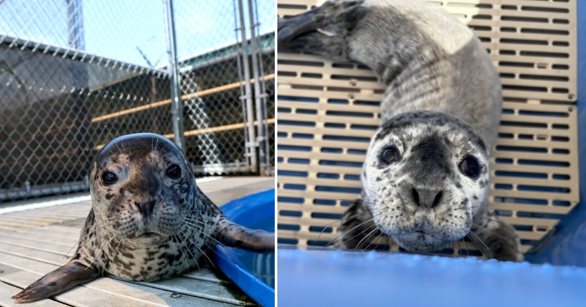 Vancouver Aquarium Marine Mammal Rescue team releases first 2 seal pups of the year - CTV News