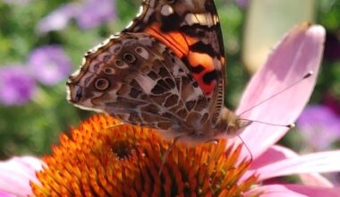Unity garden creates a haven for pollinators