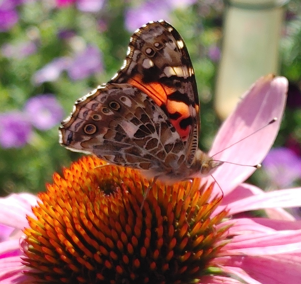 Unity garden creates a haven for pollinators