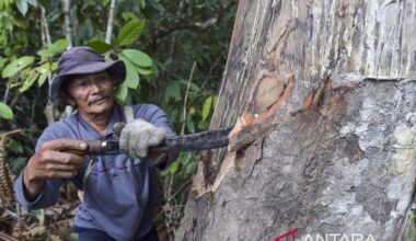 Indonesia develops frankincense oil for premium perfumes