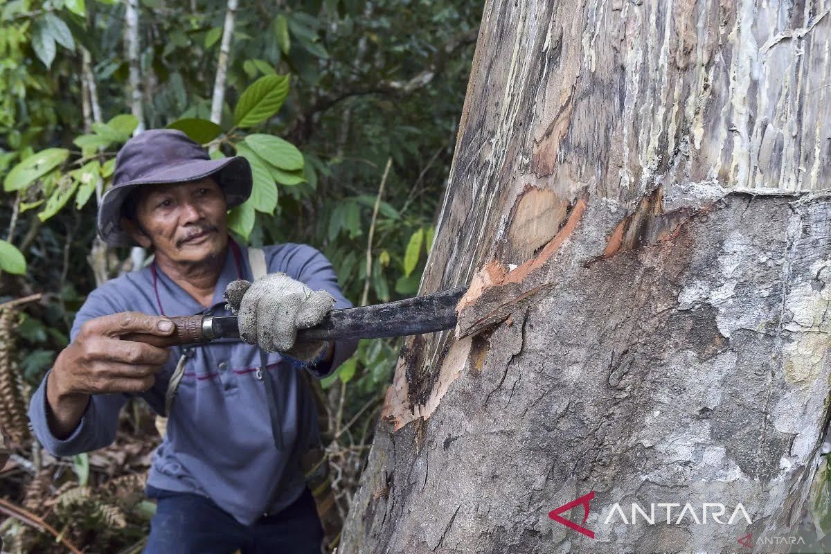 Indonesia develops frankincense oil for premium perfumes
