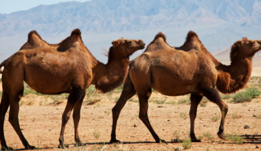 Australia has the world's largest population of wild camels — roughly a million animals roaming the outback — and because they've never been exposed to the diseases that plague captive herds in the Middle East, Gulf nations pay a premium to import them as some of the cleanest breeding stock in the trade.