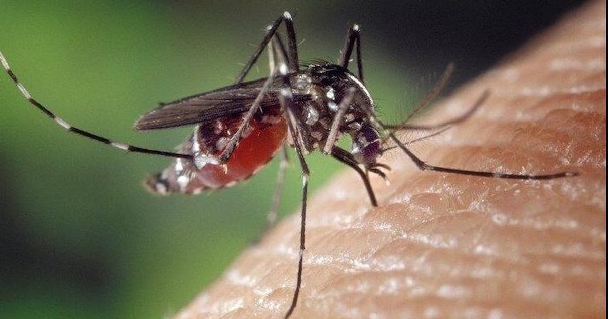 West Nile virus reported in 12 European countries: EU