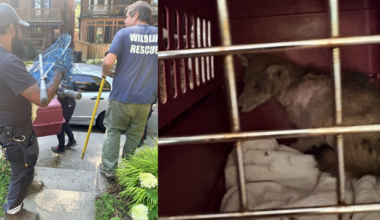 Toronto family recounts ‘very stinky’ encounter with sick coyote